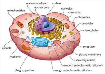 cellular structure 