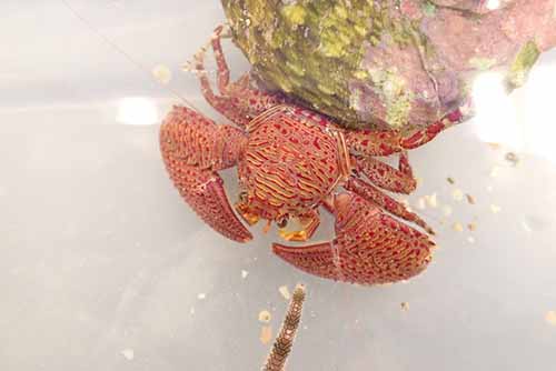banded porcelain crab