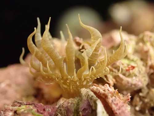 pale anemone